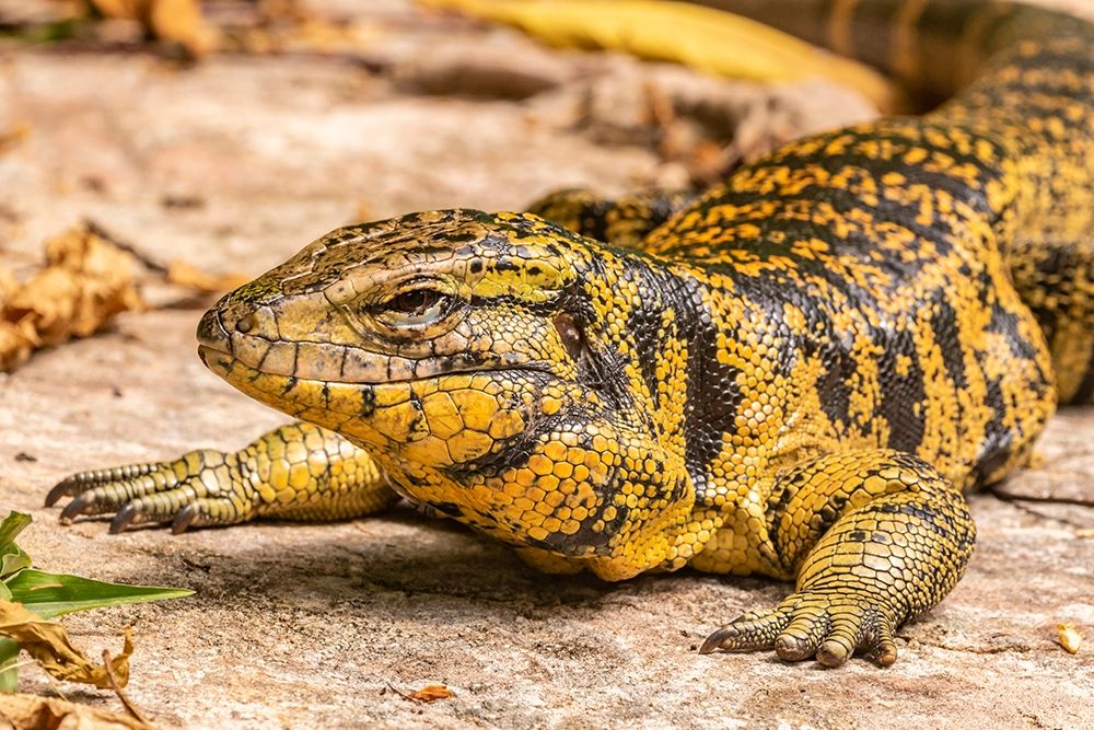Caribbean-Trinidad-Asa Wright Nature Center Tegu lizard close-up